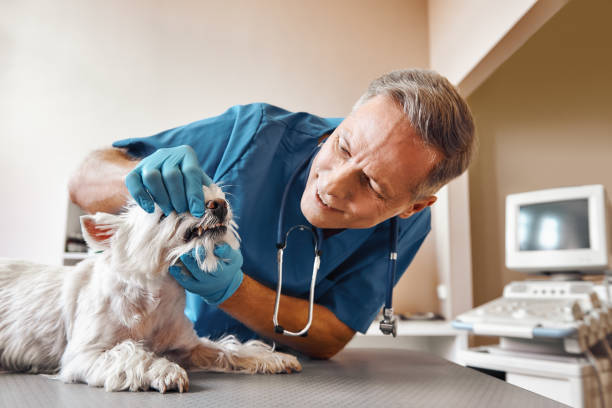 Best 24-Hour Emergency Dentist in Three Oaks, FL